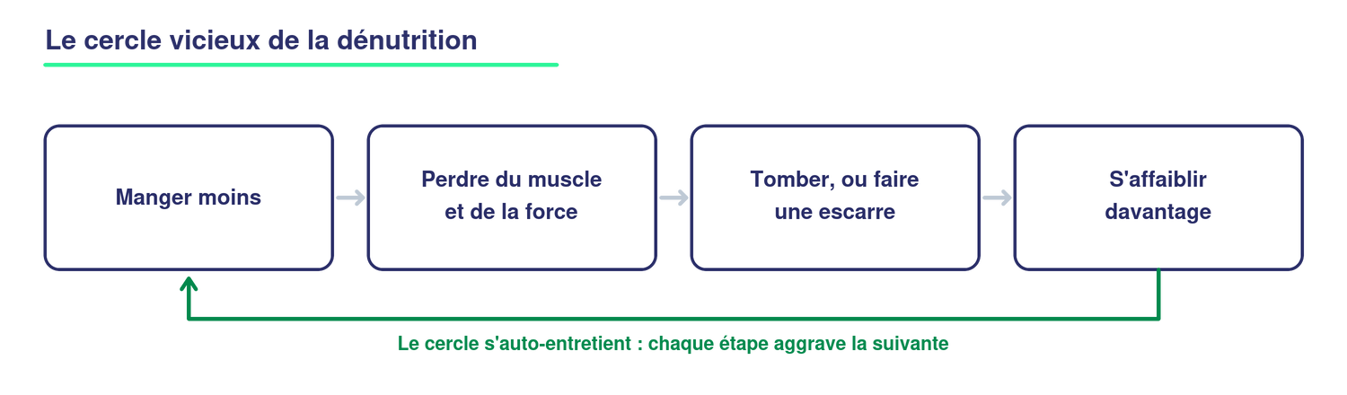 Schéma du cercle vicieux de la dénutrition chez la personne âgée : manger moins entraîne une perte de muscle et de force, qui augmente le risque de chute ou d'escarre, ce qui affaiblit davantage et referme le cercle